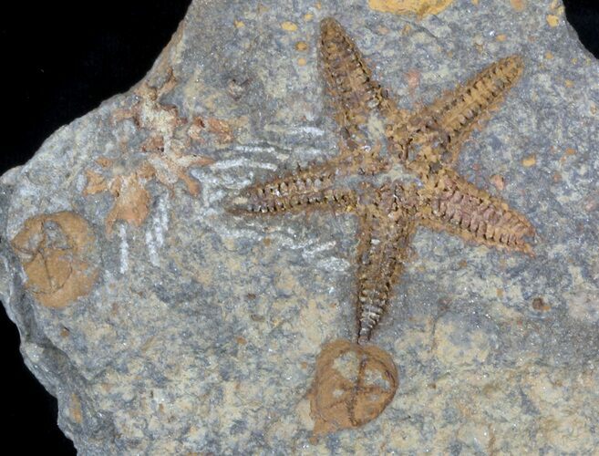 Ordovician Starfish (Petraster?) & Edrioasteroids #56820